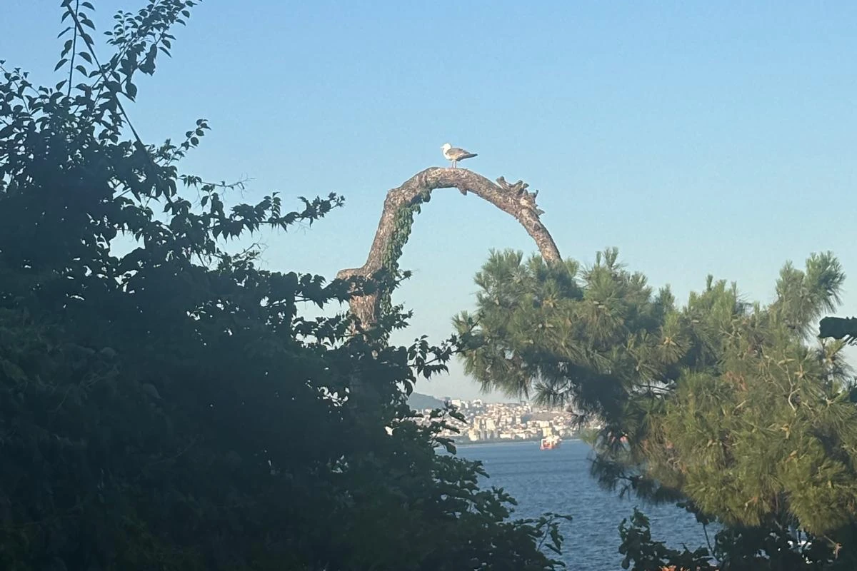 Denize karşı eğimli bir ağaç dalı üzerinde duran kuş